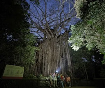 Nocturnal Rainforest & Wildlife Tour from Cairns